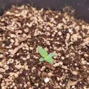 Guava auto