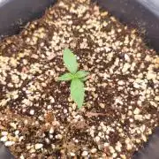 Guava auto