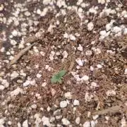 Guava auto