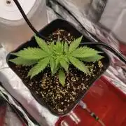 Guava auto