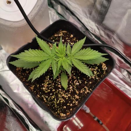 Guava auto