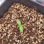 Guava auto