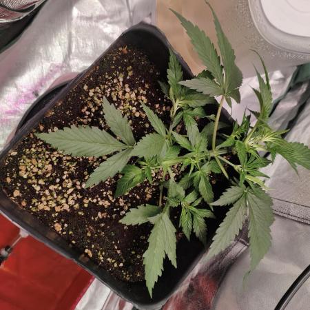 Guava auto