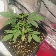 Guava auto