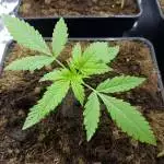 Blue Dream CBD