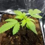 Green Crack CBD