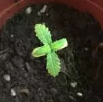 Royal Critical Auto First Grow