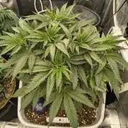 3 x 3 Ethos and Humboldt Seed Company