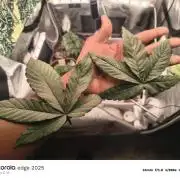 3 x 3 Ethos and Humboldt Seed Company