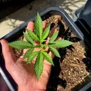 Small balcony grow '26 - Round one