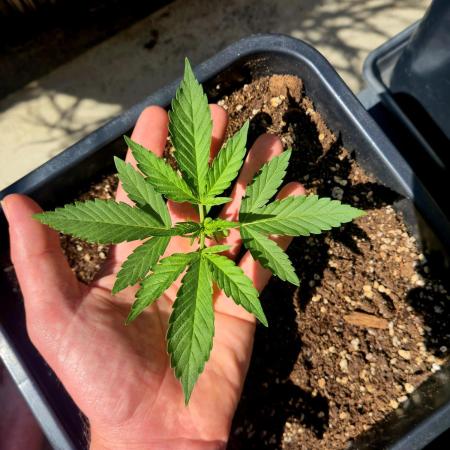 Small balcony grow '26 - Round one
