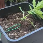 Small balcony grow '26 - Round two