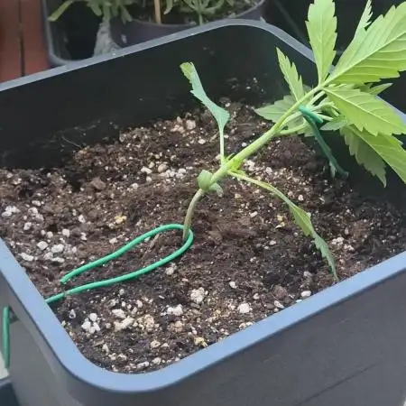 Small balcony grow '26 - Round two