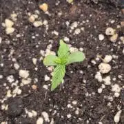 Small balcony grow '26 - Round two