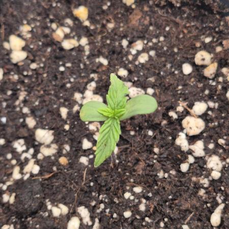 Small balcony grow '26 - Round two