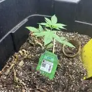 26 papa bud