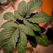 ROUND2,FIGHT!attempt at a mother plant