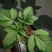 ROUND2,FIGHT!attempt at a mother plant