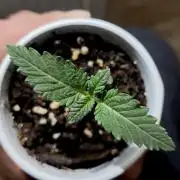 ROUND2,FIGHT!attempt at a mother plant