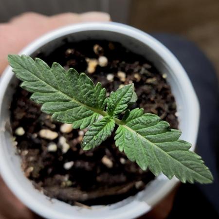 ROUND2,FIGHT!attempt at a mother plant