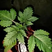 ROUND2,FIGHT!attempt at a mother plant