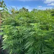 Jamaican Pearl