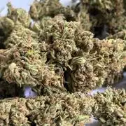 Jack Herer auto