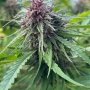 Strawberry Cola Sherbet