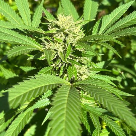 Jamaican Pearl