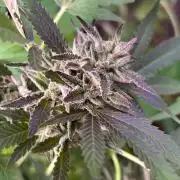 Jamaican Pearl