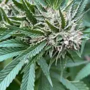 Jamaican Pearl