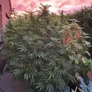 Jamaican Pearl