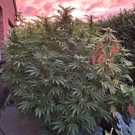 Jamaican Pearl