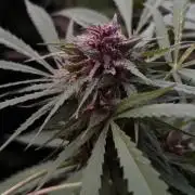 Strawberry Cola Sherbet