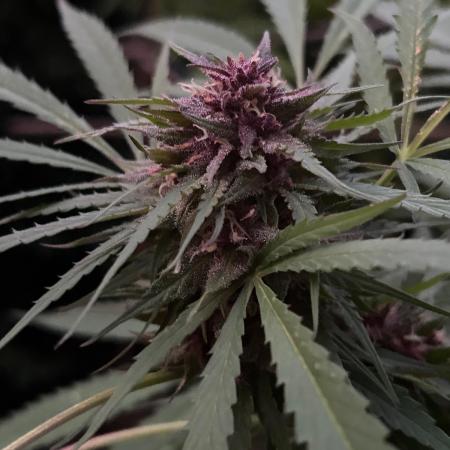 Strawberry Cola Sherbet