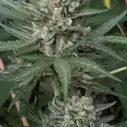 Jack Herer auto