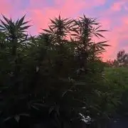 Strawberry Cola Sherbet