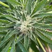 Jamaican Pearl