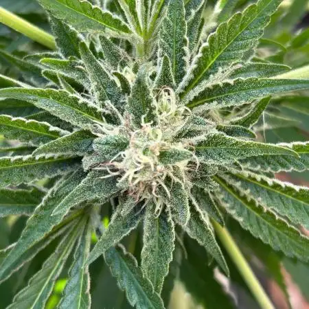 Jamaican Pearl
