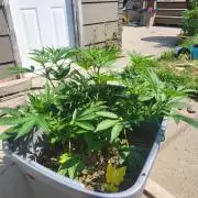 Rookie Grow 😁