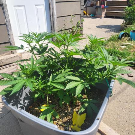 Rookie Grow 😁