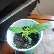 Random Bag Seed = Free Weed