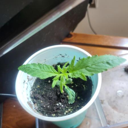 Random Bag Seed = Free Weed