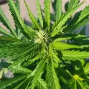Rookie Grow 😁