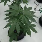 2 from Out Of Time Genetics