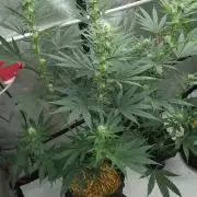 2 from Out Of Time Genetics