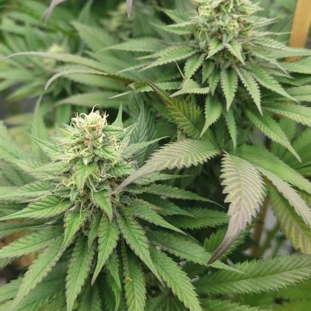 2 from Out Of Time Genetics