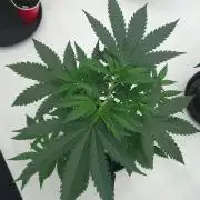 2 from Out Of Time Genetics