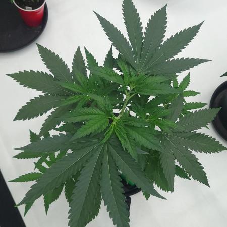 2 from Out Of Time Genetics