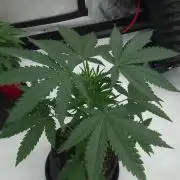 2 from Out Of Time Genetics